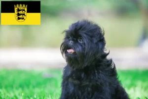 Read more about the article Affenpinscher tenyésztők és kölykök Baden-Württembergben