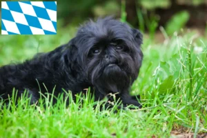 Read more about the article Affenpinscher tenyésztők és kiskutyák Bajorországban