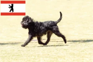 Read more about the article Affenpinscher tenyésztők és kölykök Berlinben