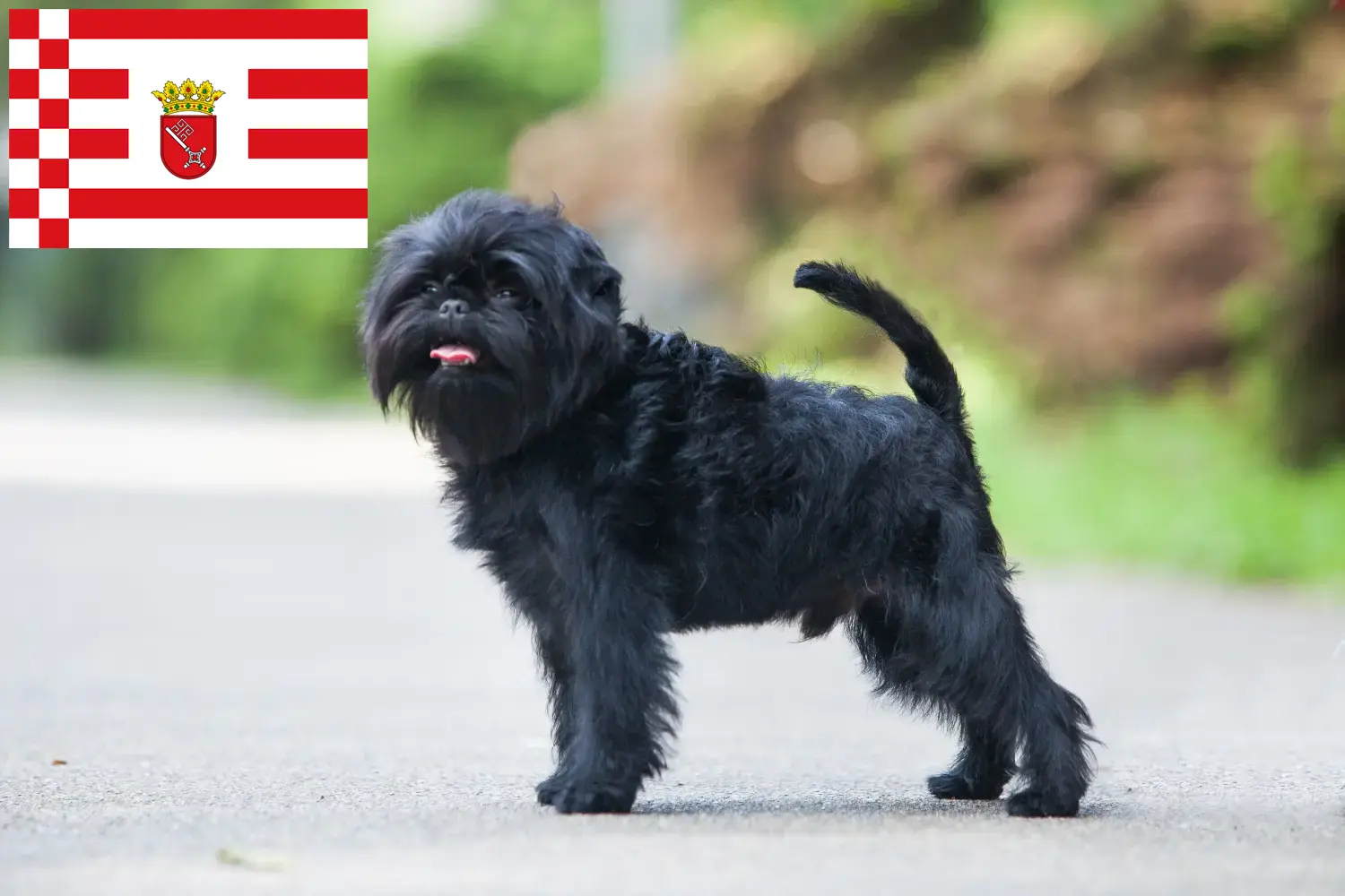 Read more about the article Affenpinscher tenyésztők és kölykök Brémában