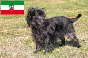 Read more about the article Affenpinscher tenyésztők és kiskutyák Észak-Rajna-Vesztfália területén