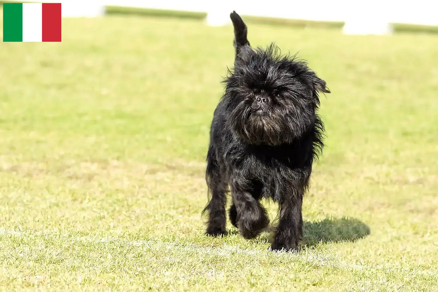Affenpinscher kiskutyák és tenyésztők Olaszország Itt találhat Affenpinscher tenyésztőket Olaszországban.