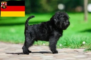 Read more about the article Affenpinscher tenyésztők és kölykök Rajna-vidék-Pfalzban