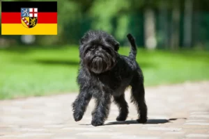 Read more about the article Affenpinscher tenyésztők és kölykök Saarlandban