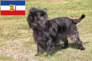 Read more about the article Affenpinscher tenyésztők és kölykök Schleswig-Holstein tartományban
