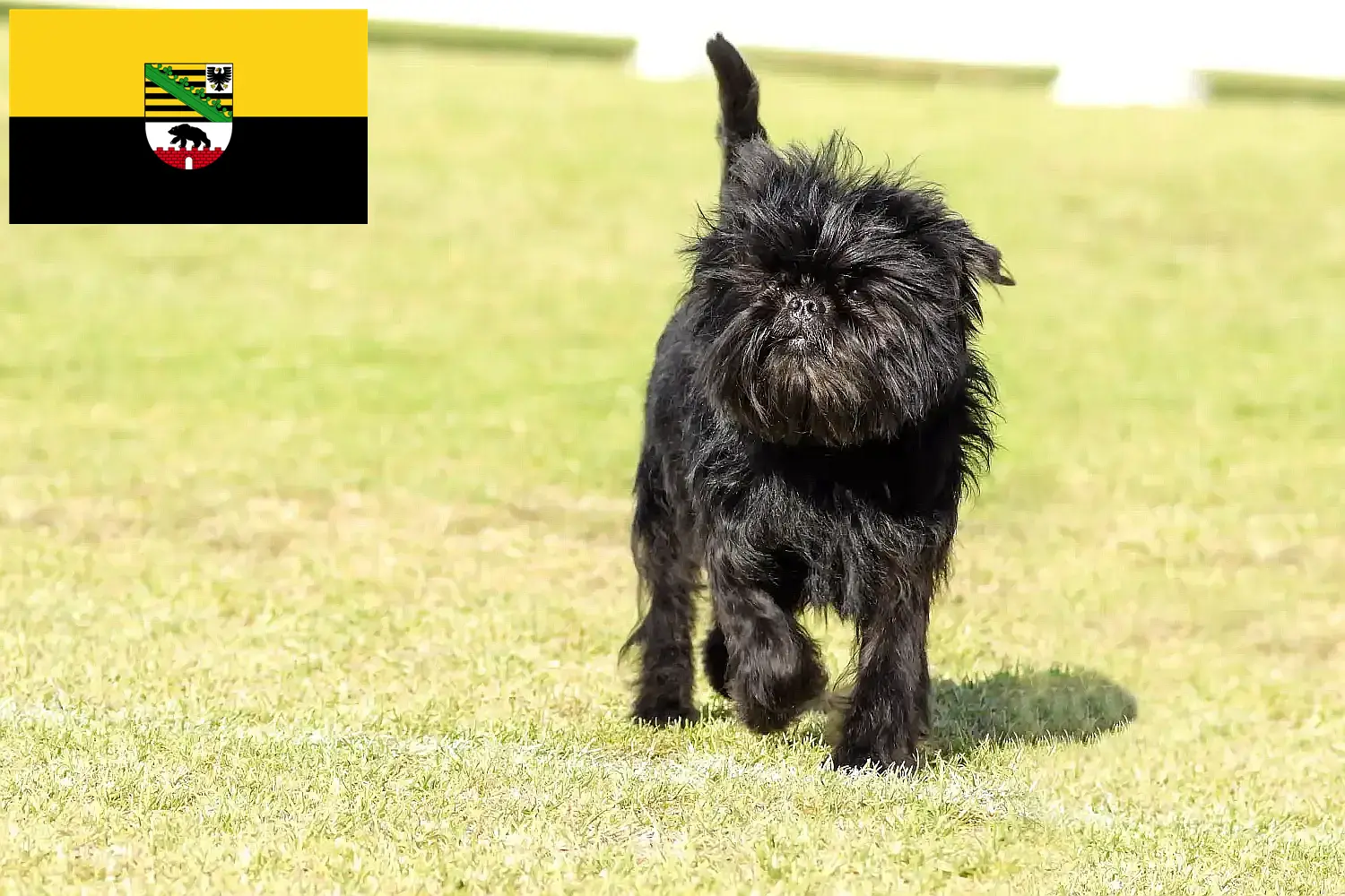 Read more about the article Affenpinscher tenyésztők és kölykök Szász-Anhaltban