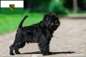 Read more about the article Affenpinscher tenyésztők és kölykök Szászországban