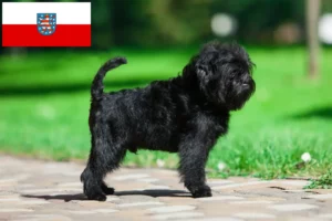 Read more about the article Affenpinscher tenyésztők és kiskutyák Türingiában