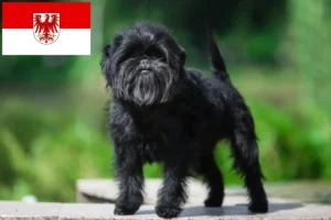 Read more about the article Affenpinscher tenyésztők és kölykök Brandenburgban