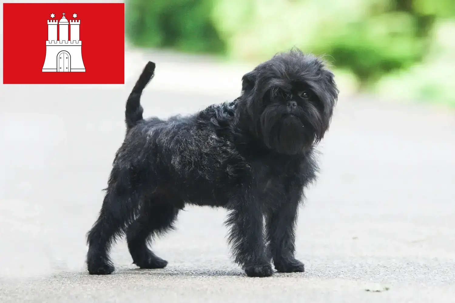 Affenpinscher kiskutyák és tenyésztők Hamburg Itt Affenpinscher tenyésztőket talál Hamburgban.