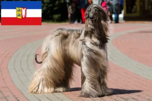 Read more about the article Afgán agár tenyésztők és kölykök Schleswig-Holstein tartományban