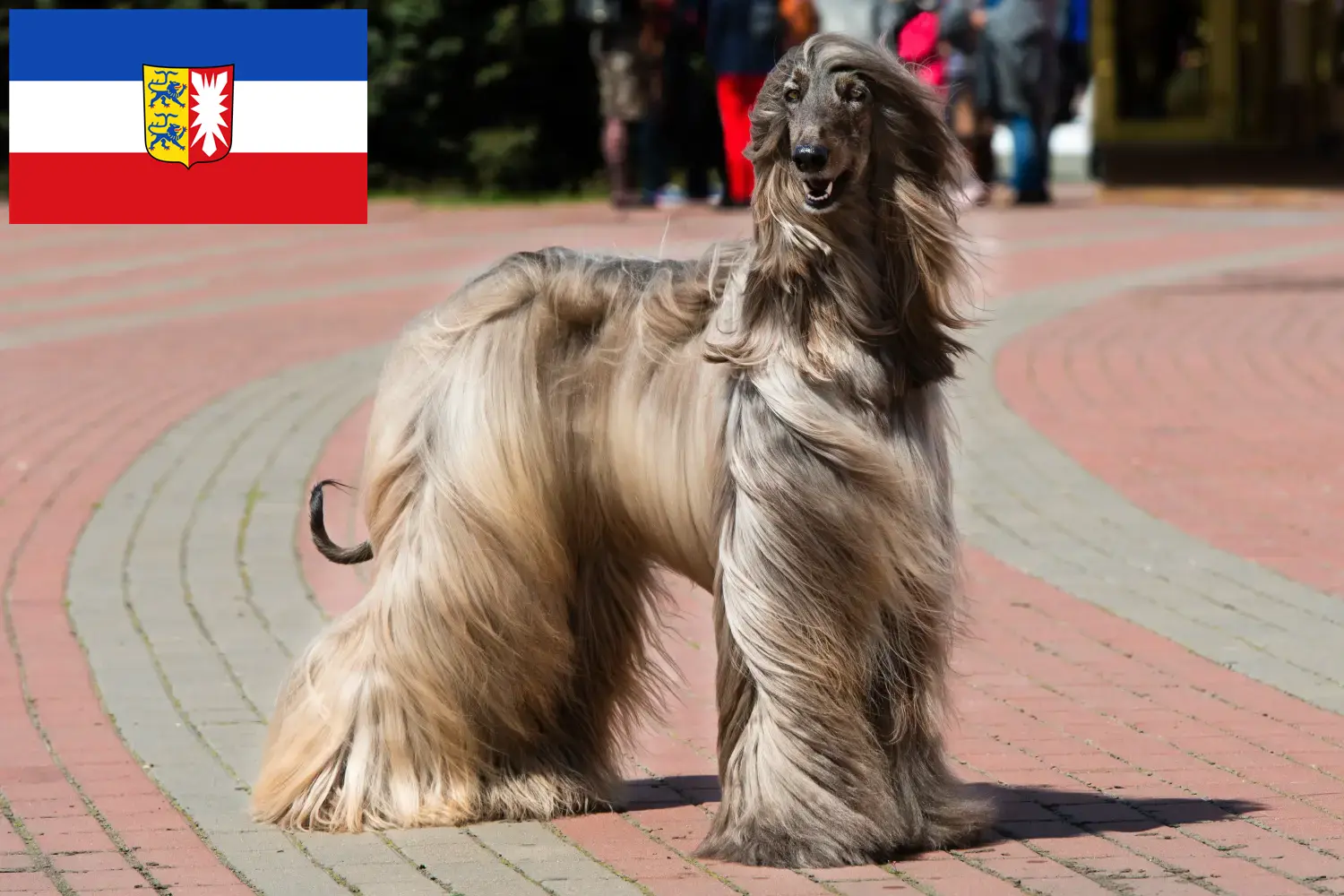 Read more about the article Afgán agár tenyésztők és kölykök Schleswig-Holstein tartományban