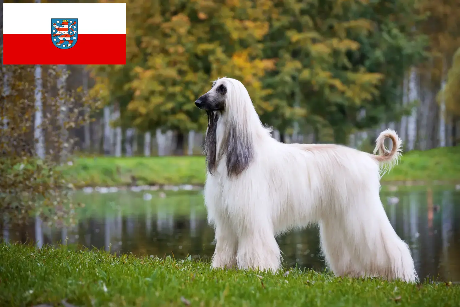 Read more about the article Afgán agár tenyésztők és kölykök Türingiában