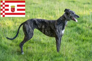 Read more about the article Greyhound tenyésztők és kölykök Brémában