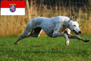 Read more about the article Agártenyésztők és kölyökkutyák Hessenben