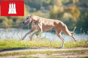 Read more about the article Agártenyésztők és kölyökkutyák Hamburgban