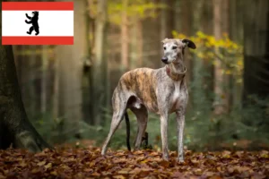 Read more about the article Agártenyésztők és kölykök Berlinben