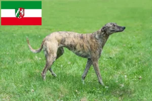 Read more about the article Agártenyésztők és kölyökkutyák Észak-Rajna-Vesztfália területén