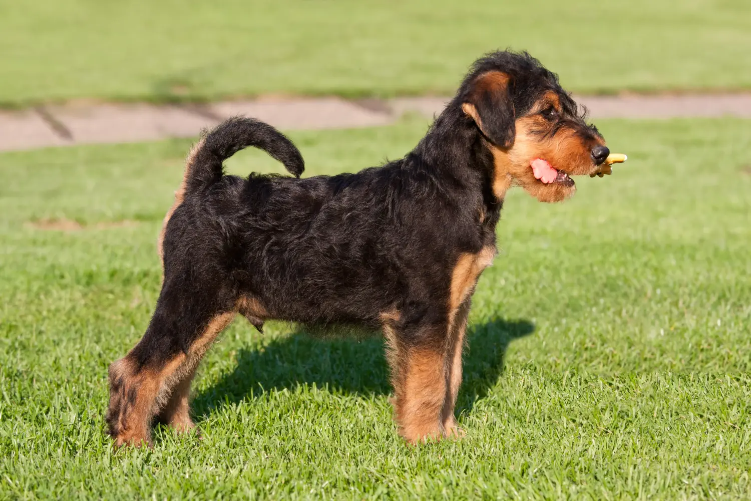 Airedale terrier kölyökkutya vásárlása felelősségvállalást jelent! Airedale terrier kölyökkutyák vásárlása.