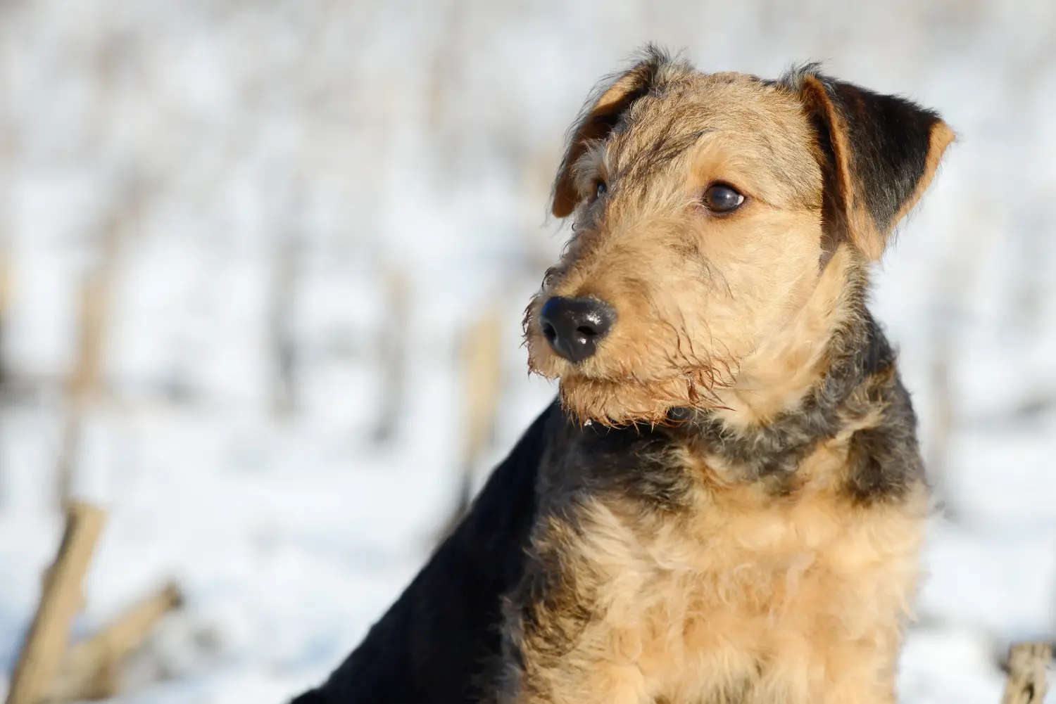 Airedale terrier kölyökkutya vásárlása felelősségvállalást jelent! Airedale terrier kölyökkutyák vásárlása.
