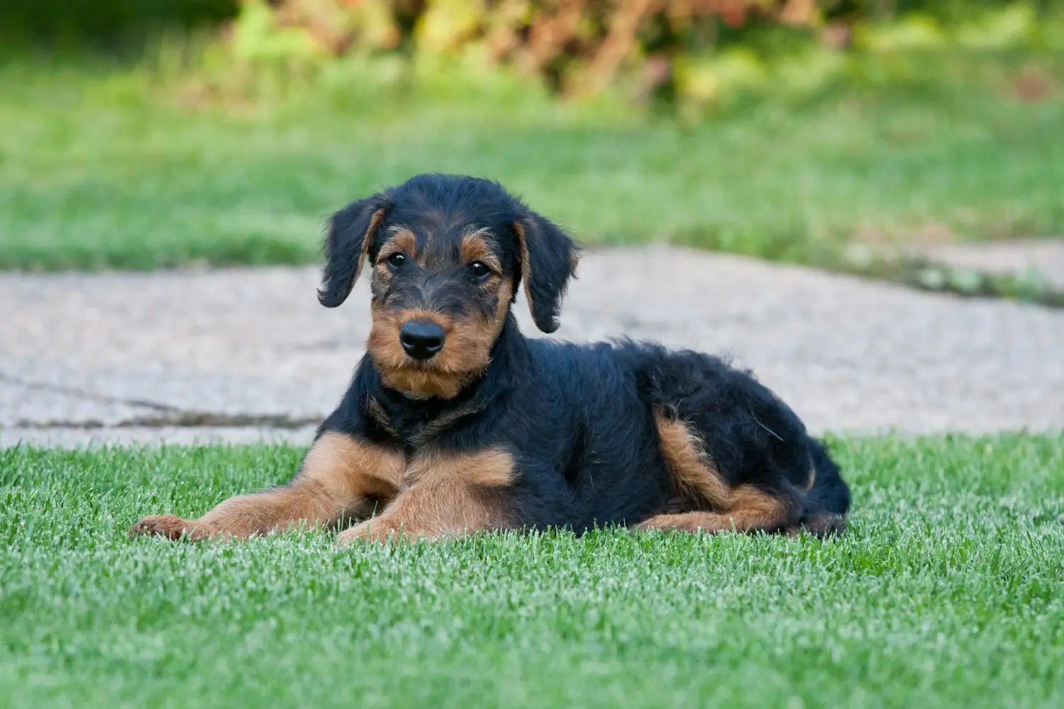 Airedale terrier kölyökkutya vásárlása felelősségvállalást jelent! Airedale terrier kölyökkutyák vásárlása.