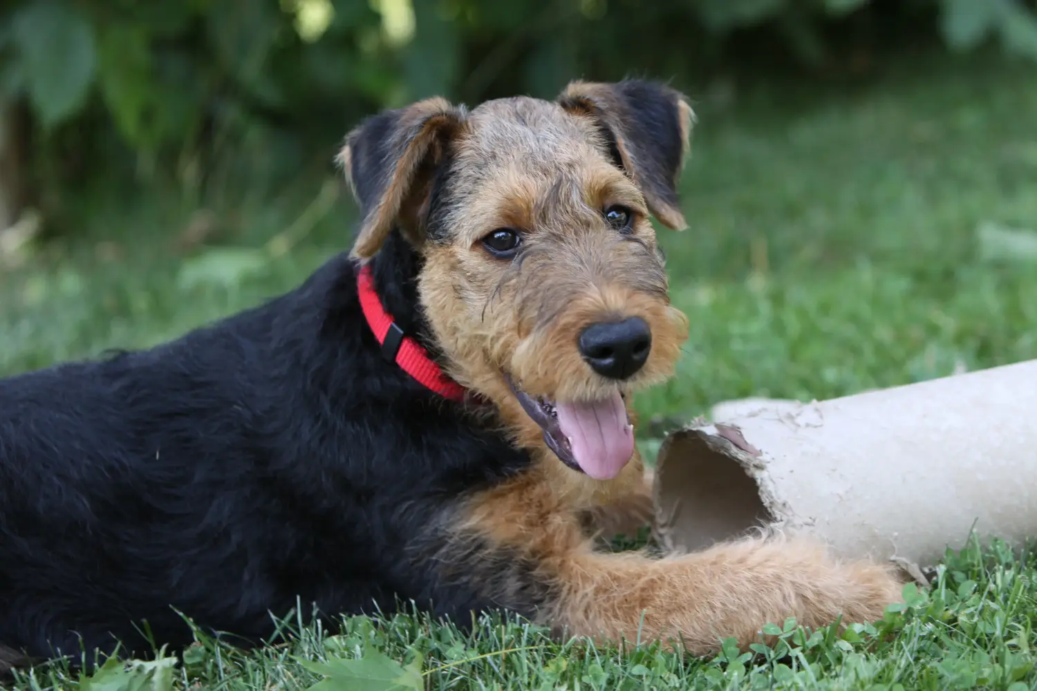 Airedale terrier kölyökkutya vásárlása felelősségvállalást jelent! Airedale terrier kölyökkutyák vásárlása.