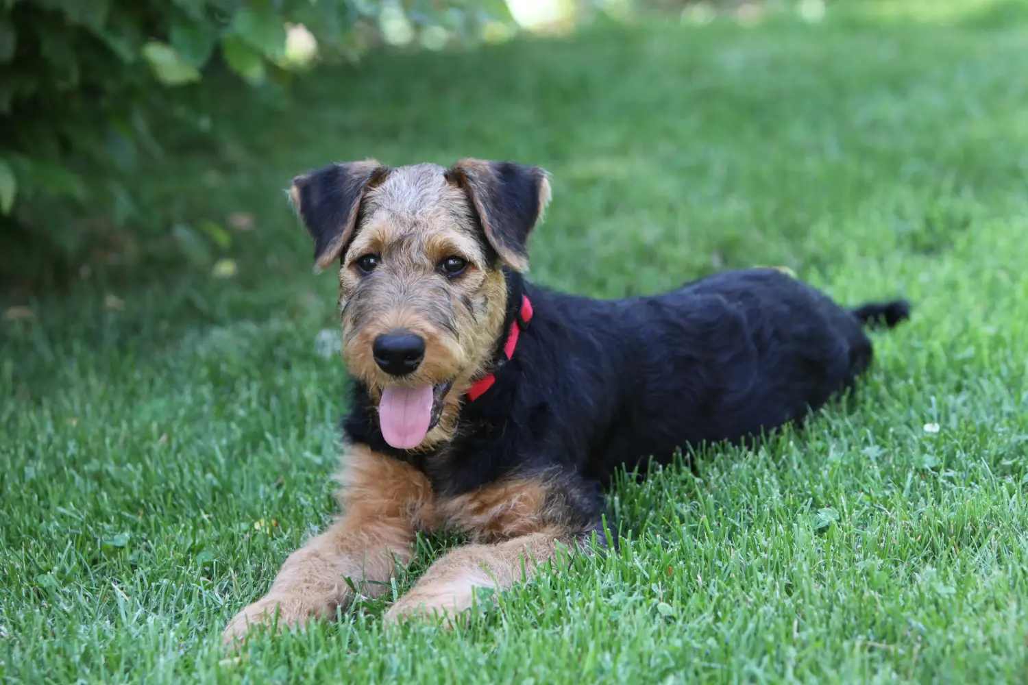 Airedale terrier kölyökkutya vásárlása felelősségvállalást jelent! Airedale terrier kölyökkutyák vásárlása.