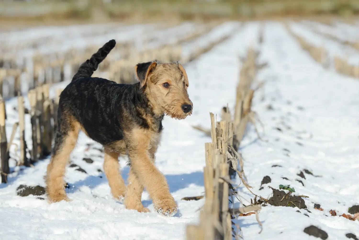 Airedale terrier kölyökkutya vásárlása felelősségvállalást jelent! Airedale terrier kölyökkutyák vásárlása.