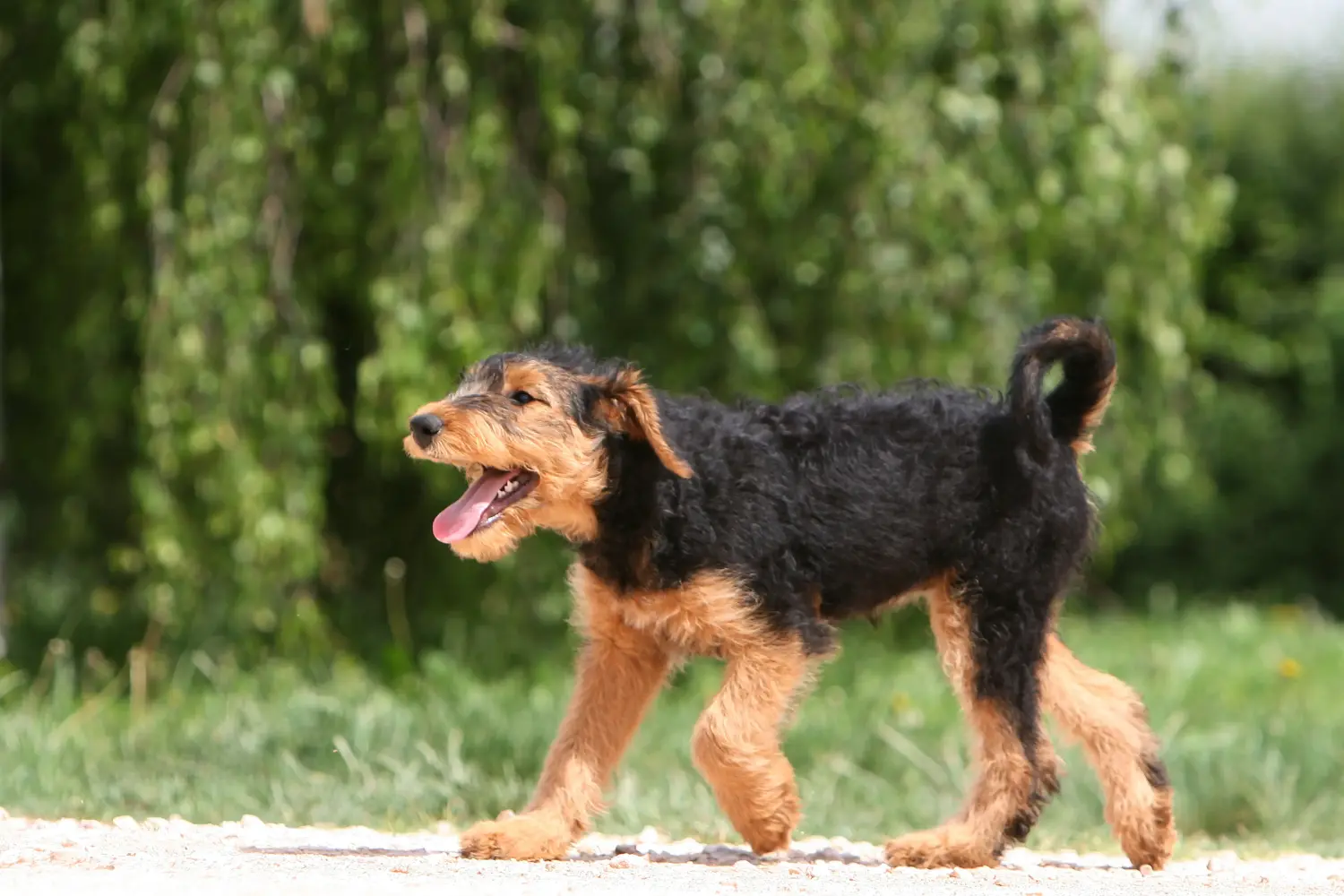 Airedale terrier kölyökkutya vásárlása felelősségvállalást jelent! Airedale terrier kölyökkutyák vásárlása.