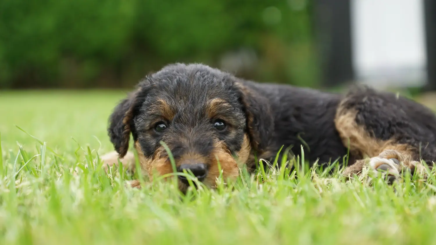 Airedale terrier kölyökkutya vásárlása felelősségvállalást jelent! Airedale terrier kölyökkutyák vásárlása.