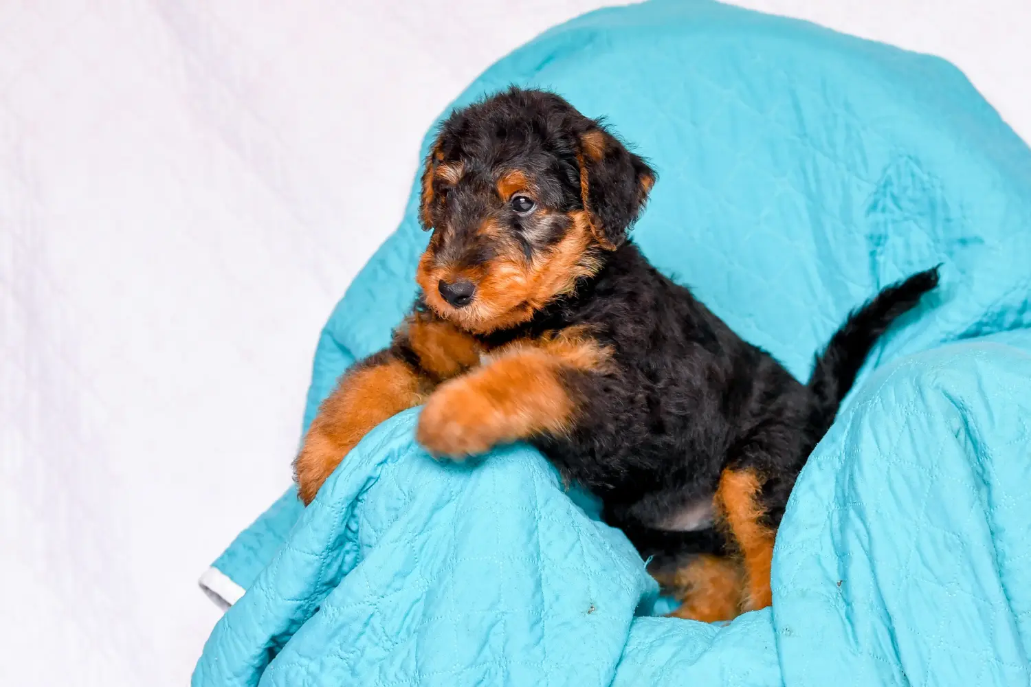 Airedale terrier kölyökkutya vásárlása felelősségvállalást jelent! Airedale terrier kölyökkutyák vásárlása.