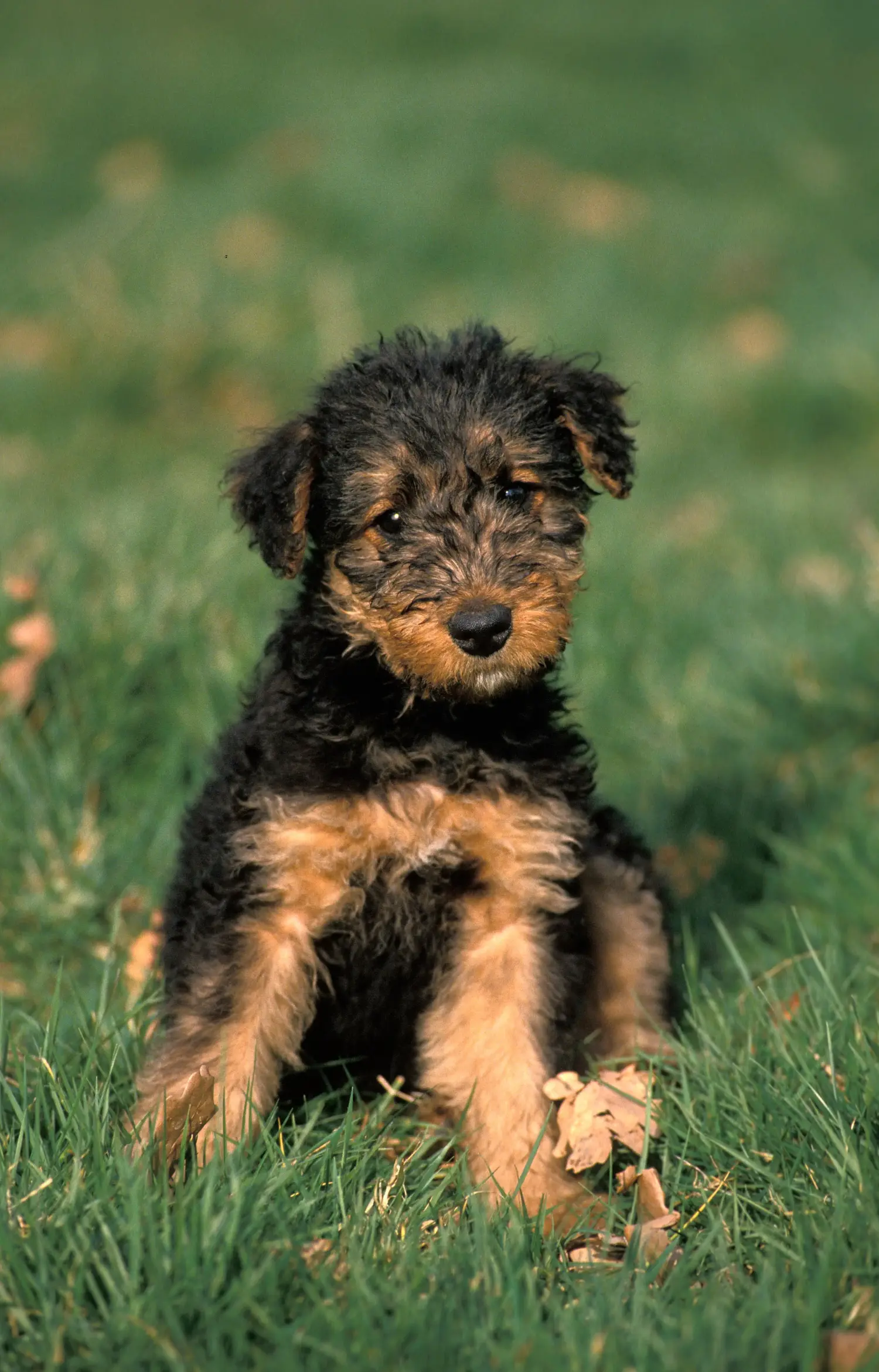 Airedale terrier kölyökkutya vásárlása felelősségvállalást jelent! Airedale terrier kölyökkutyák vásárlása.