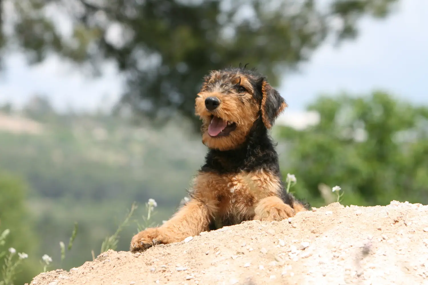 Airedale terrier kölyökkutya vásárlása felelősségvállalást jelent! Airedale terrier kölyökkutyák vásárlása.
