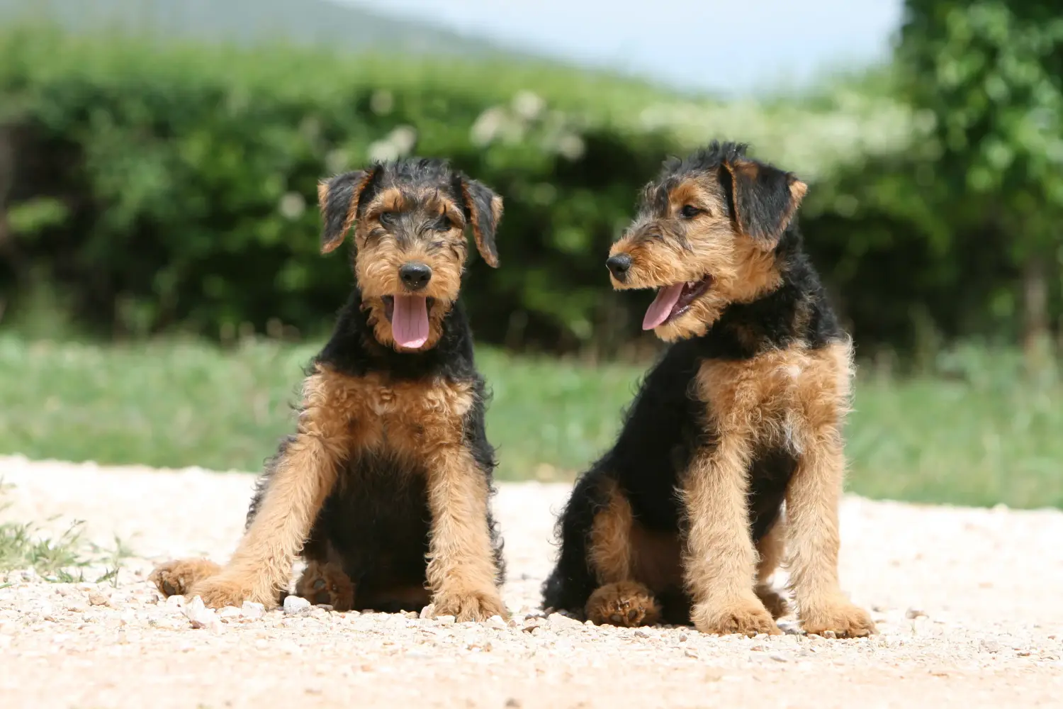 Airedale terrier kölyökkutya vásárlása felelősségvállalást jelent! Airedale terrier kölyökkutyák vásárlása.