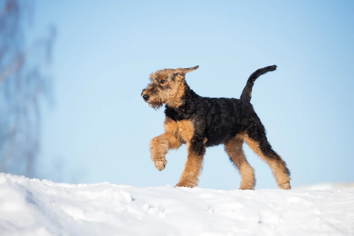 Airedale terrier kölyökkutya vásárlása felelősségvállalást jelent! Airedale terrier kölyökkutyák vásárlása.