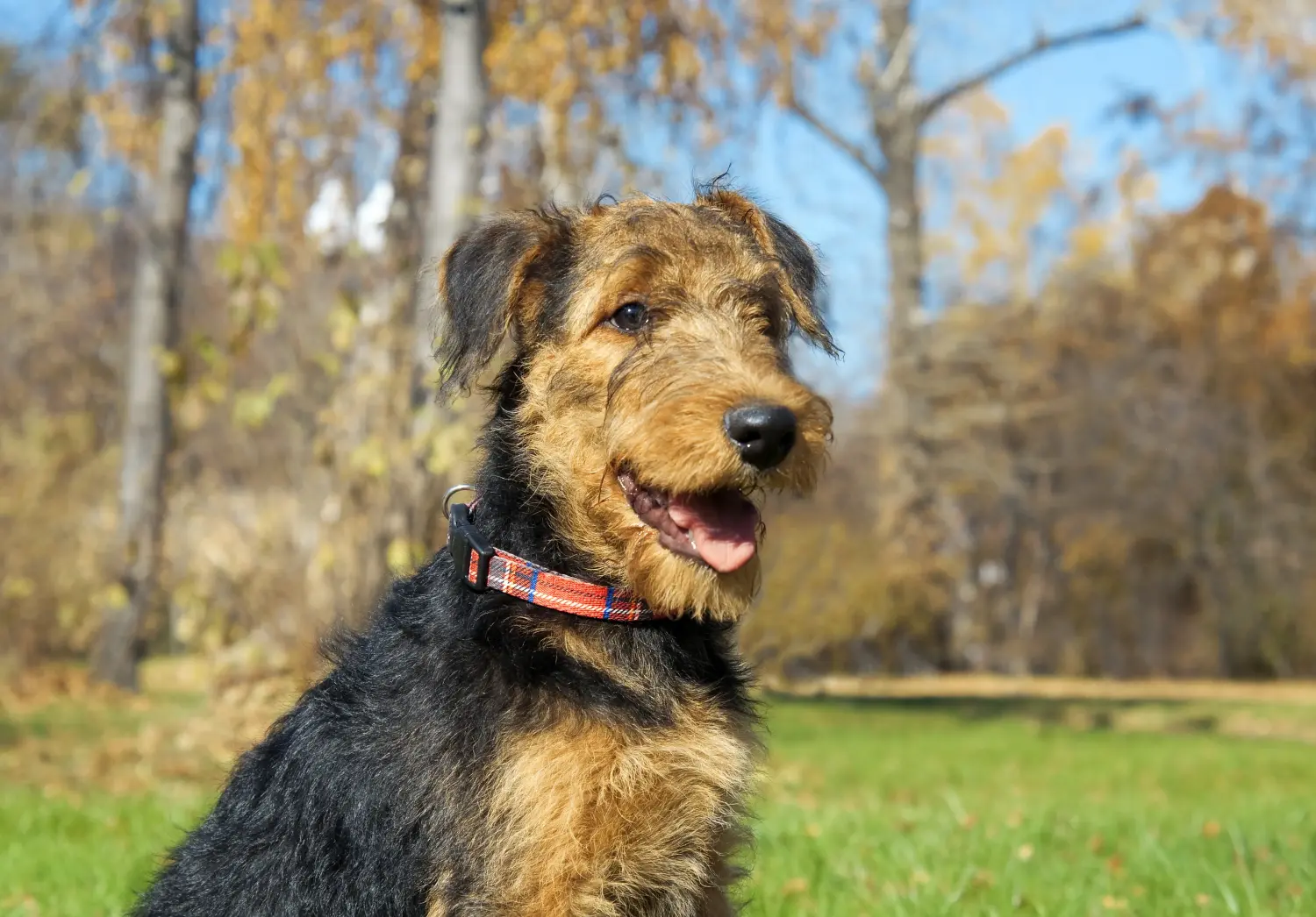 Airedale terrier kölyökkutya vásárlása felelősségvállalást jelent! Airedale terrier kölyökkutyák vásárlása.