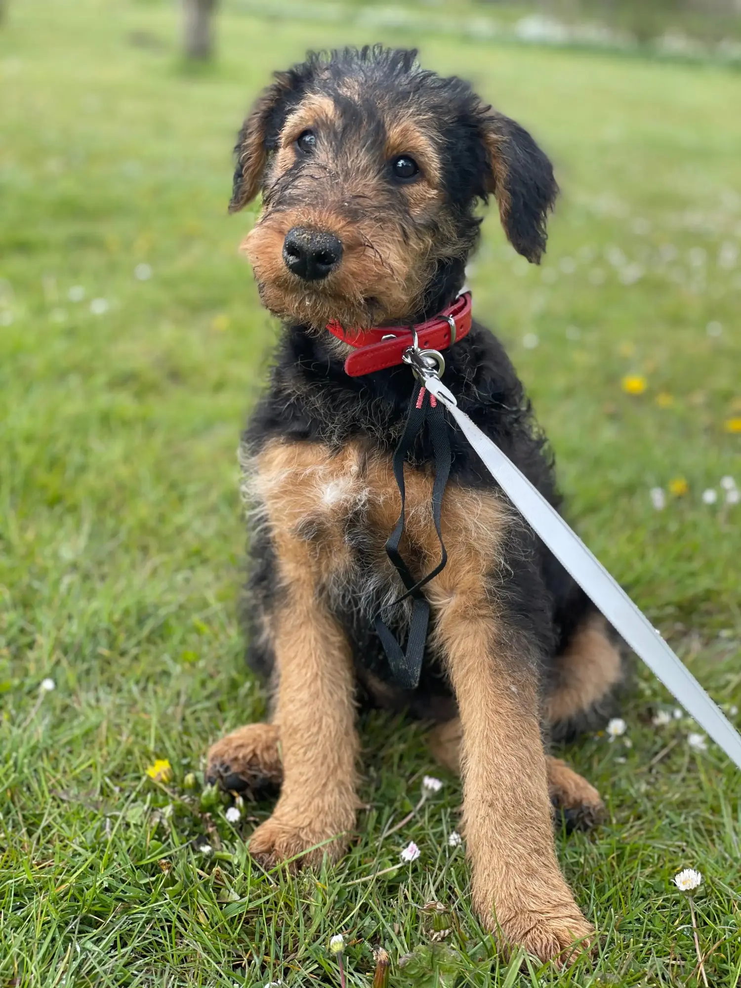 Airedale terrier kölyökkutya vásárlása felelősségvállalást jelent! Airedale terrier kölyökkutyák vásárlása.