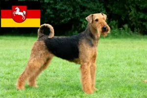 Read more about the article Airedale terrier tenyésztők és kölykök Alsó-Szászországban