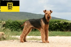 Read more about the article Airedale terrier tenyésztők és kölykök Baden-Württembergben