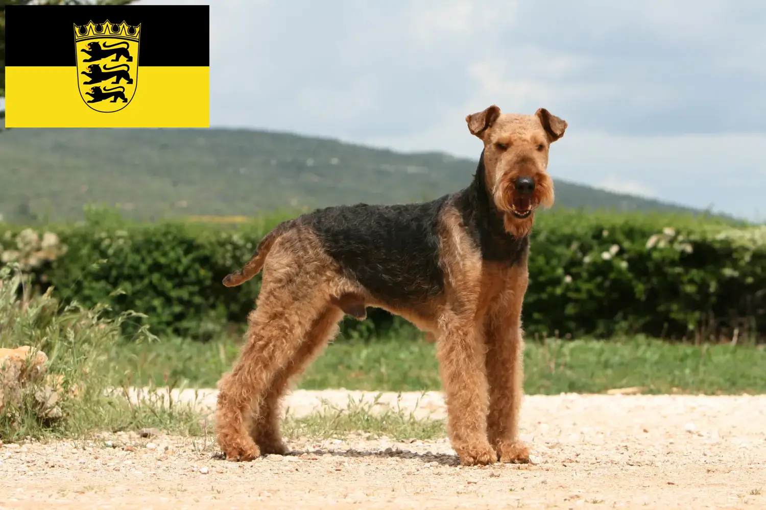 Airedale terrier kölykök és tenyésztők Baden-Württemberg tartományban Itt találhat Airedale terrier tenyésztőket Baden-Württembergben.
