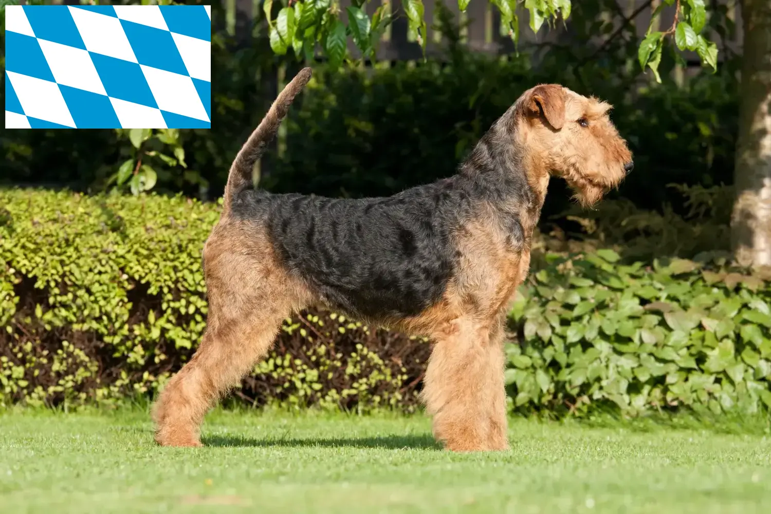 Read more about the article Airedale terrier tenyésztők és kölykök Bajorországban