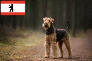 Read more about the article Airedale terrier tenyésztők és kölykök Berlinben