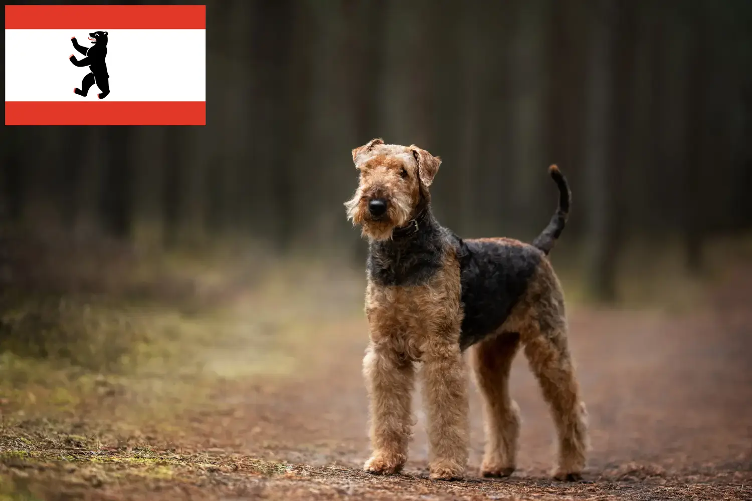 Airedale terrier kölykök és tenyésztők Berlin Keress airedale terrier tenyésztőket Berlin területén.