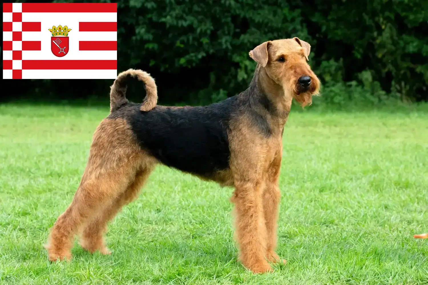Read more about the article Airedale terrier tenyésztők és kölykök Brémában