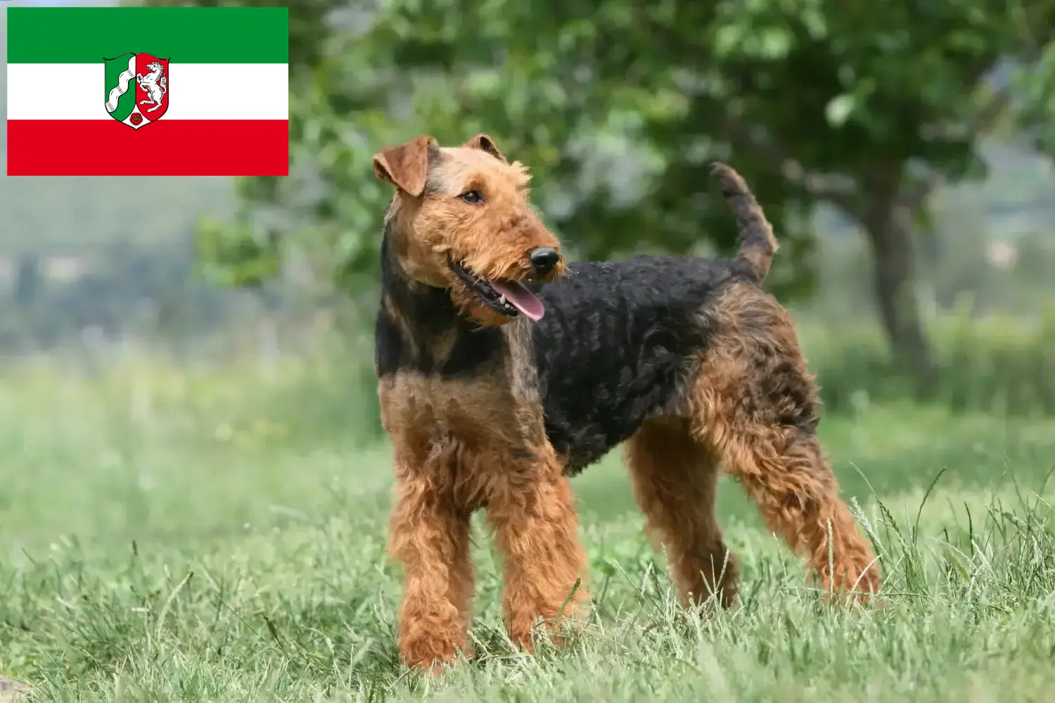 Read more about the article Airedale terrier tenyésztők és kiskutyák Észak-Rajna-Vesztfália területén