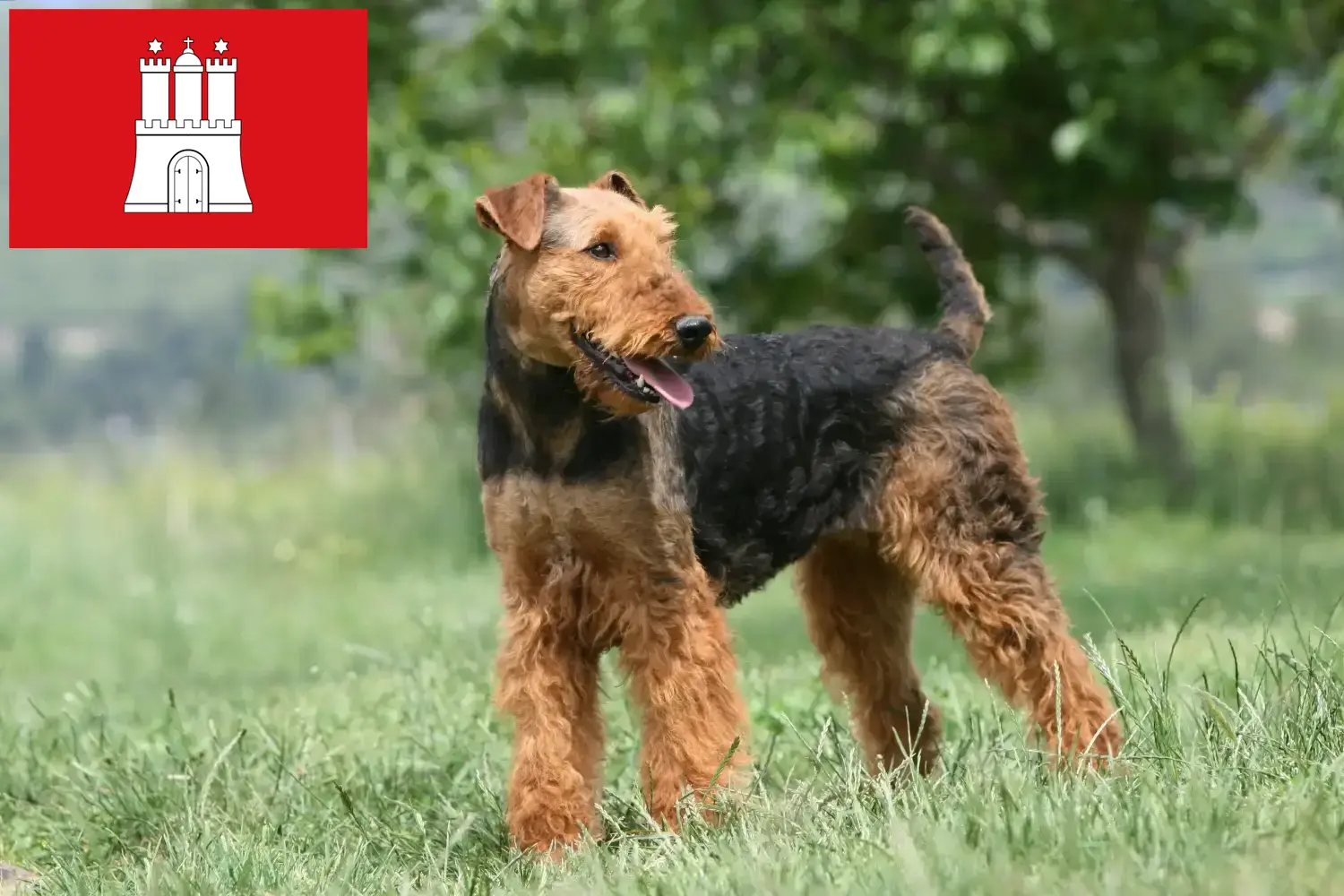 Airedale terrier kölykök és tenyésztők Hamburg Airedale terrier tenyésztőket Hamburgban itt találsz.