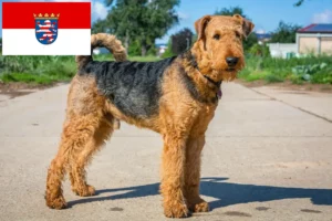 Read more about the article Airedale terrier tenyésztők és kölykök Hessenben