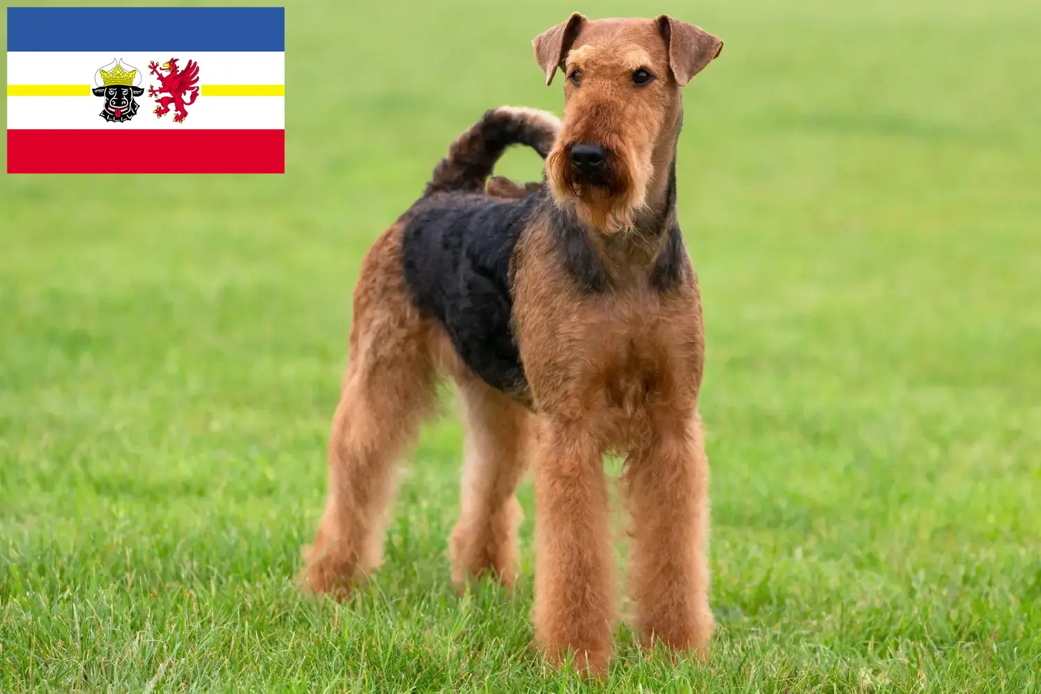 Airedale terrier kiskutyák és tenyésztők Mecklenburg-Vorpommern tartományban Keress airedale terrier tenyésztőket Mecklenburg-Elő-Pomeránia területén.