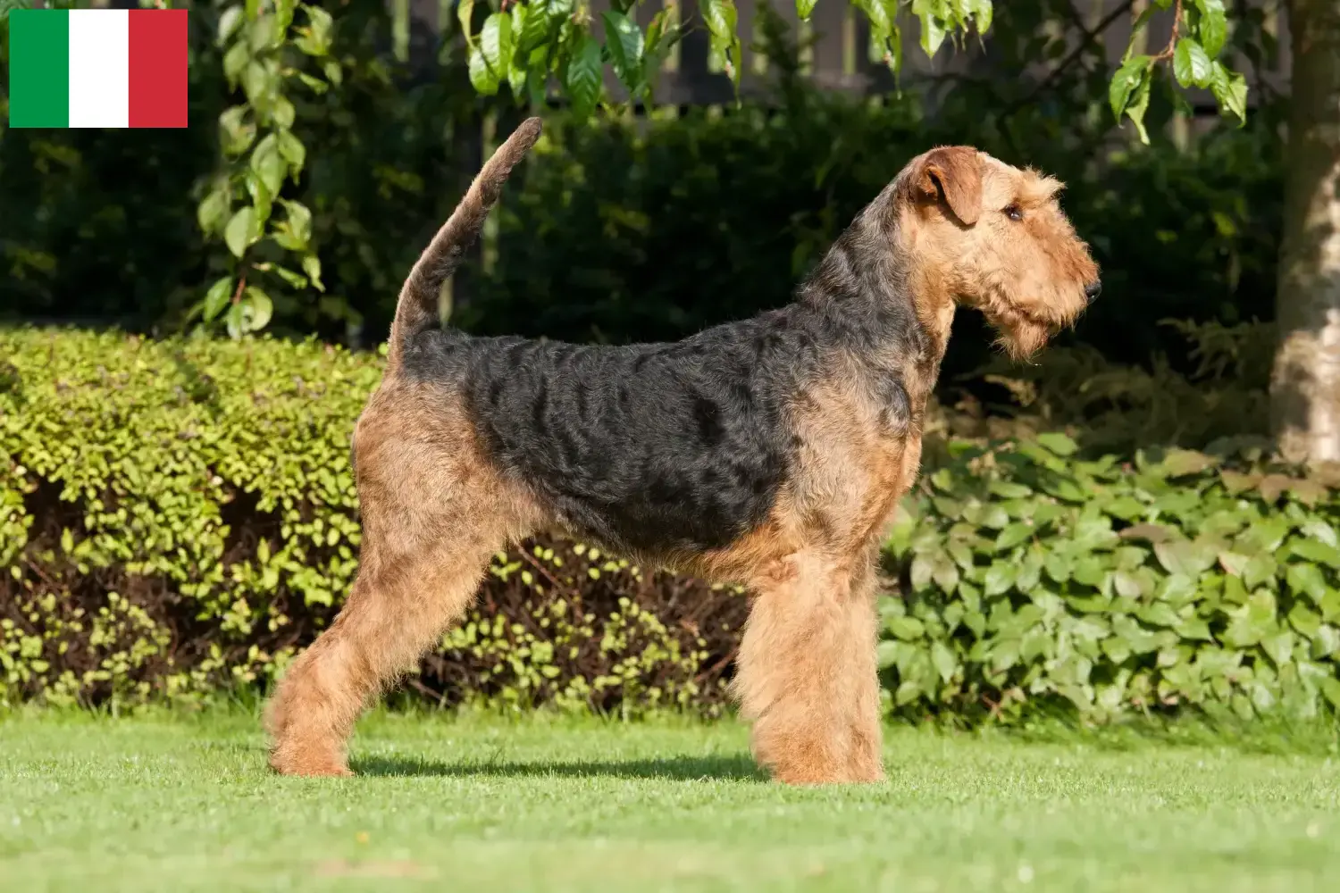 Airedale terrier kölykök és tenyésztők Olaszországban Találd meg az Airedale terrier tenyésztőket Olaszországban.