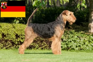 Read more about the article Airedale terrier tenyésztők és kölykök Rajna-vidék-Pfalzban